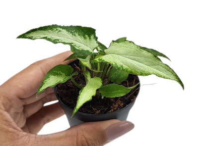 Syngonium Silver Fox